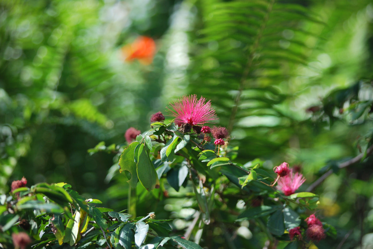 Cozy Mysteries and Powder Puff Bushes – BlueMorningExpressions