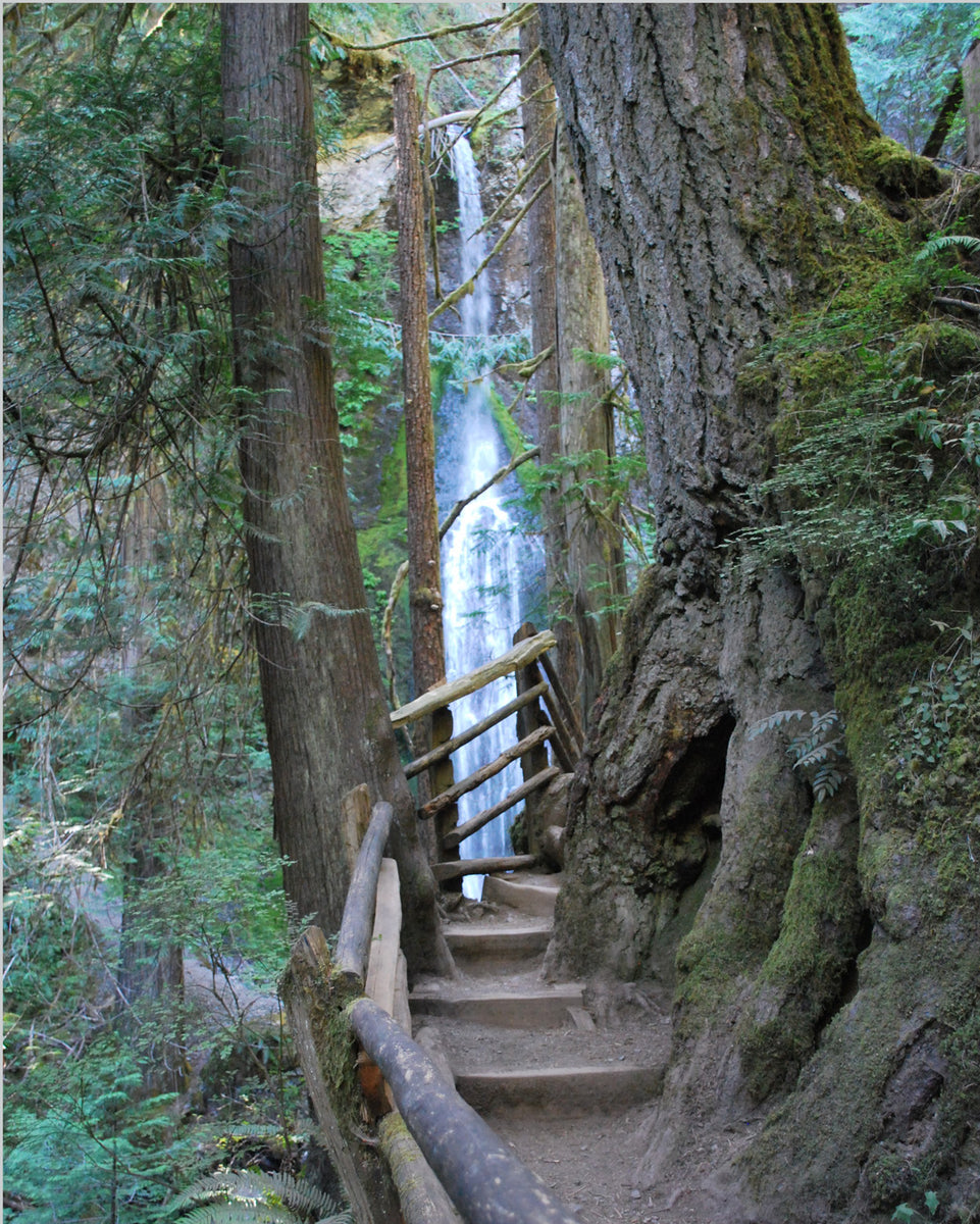Wall Art Prints for Living Room Hiking Path Deep Wooded Trail ...