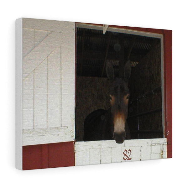 Brown Mule in Barn Canvas Gallery Wraps Western Wall Art 