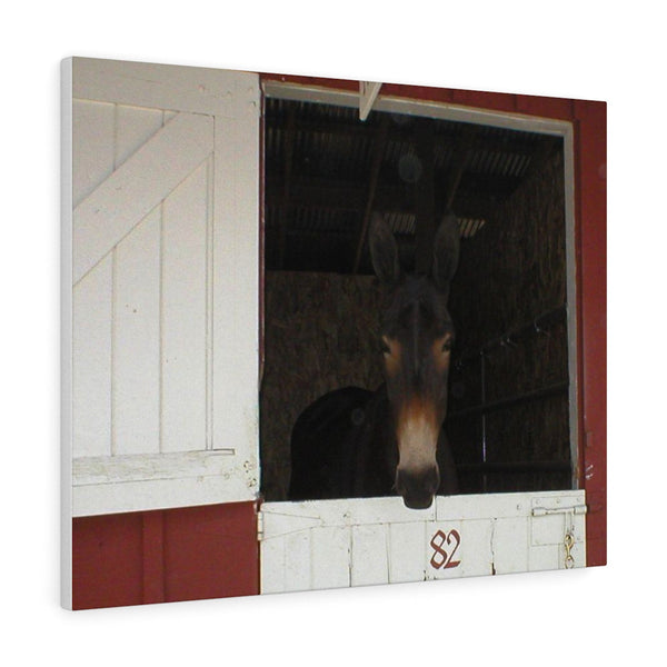 Brown Mule in Barn Canvas Gallery Wraps Western Wall Art 