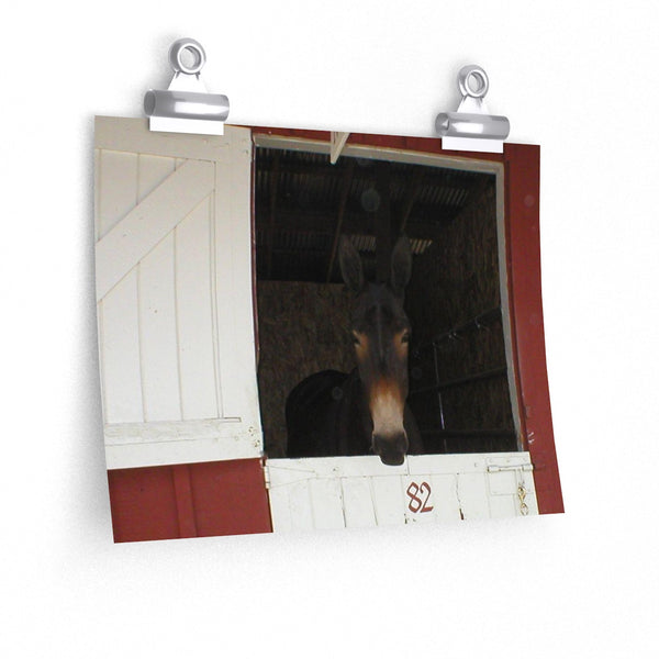 Brown Mule in Barn Poster Print Western Wall Art Home Decor