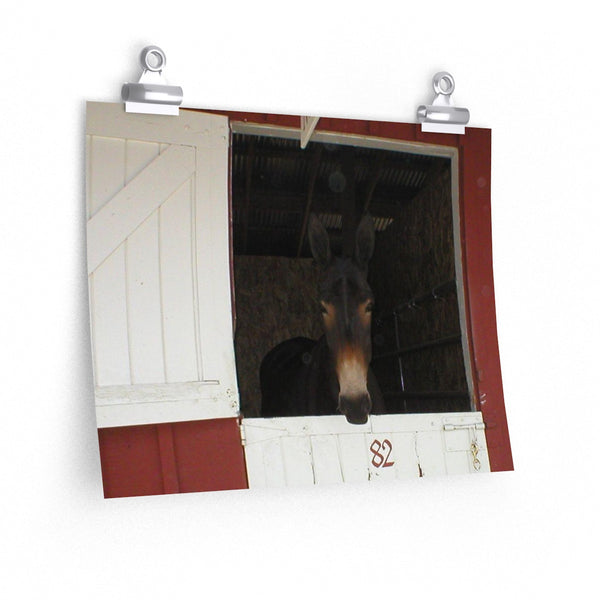 Brown Mule in Barn Poster Print Western Wall Art Home Decor