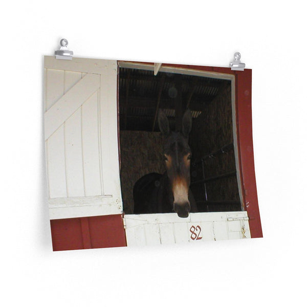Brown Mule in Barn Poster Print Western Wall Art Home Decor