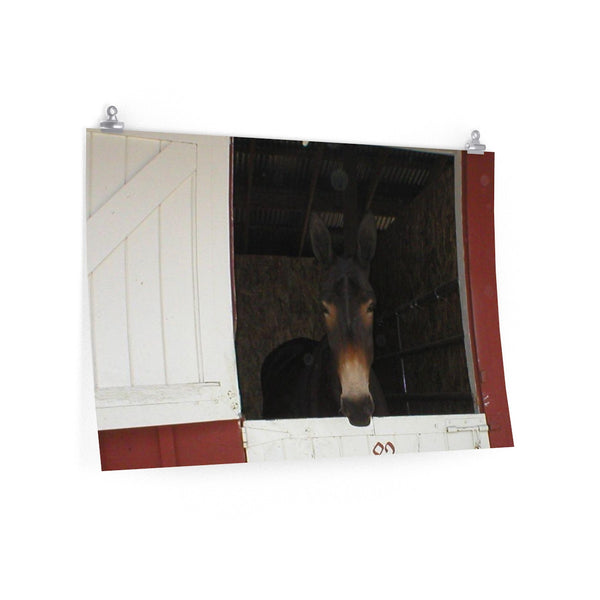 Brown Mule in Barn Poster Print Western Wall Art Home Decor
