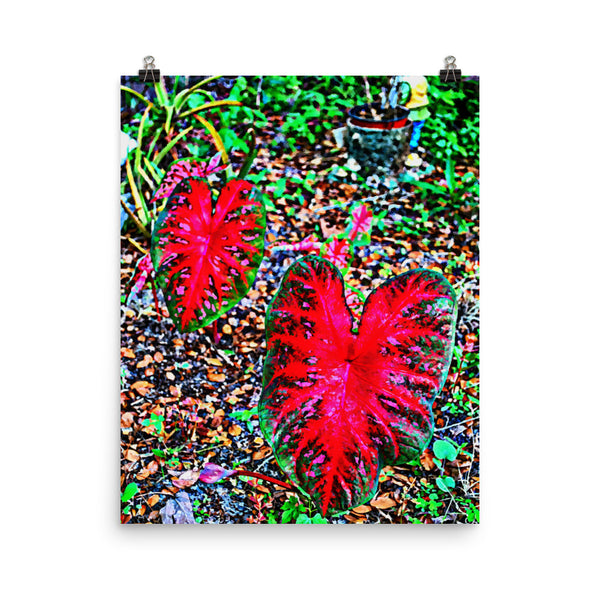 Red Caladium Poster Print Wall Art for Home, Garden Nature Decor
