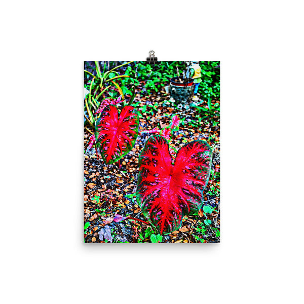 Red Caladium Poster Print Wall Art for Home, Garden Nature Decor