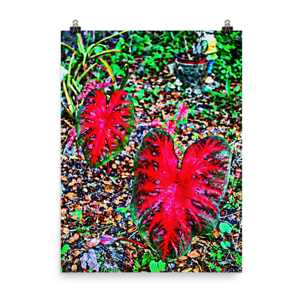 Red Caladium Poster Print Wall Art for Home, Garden Nature Decor