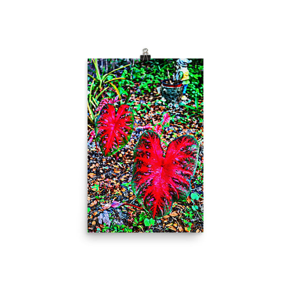 Red Caladium Poster Print Wall Art for Home, Garden Nature Decor